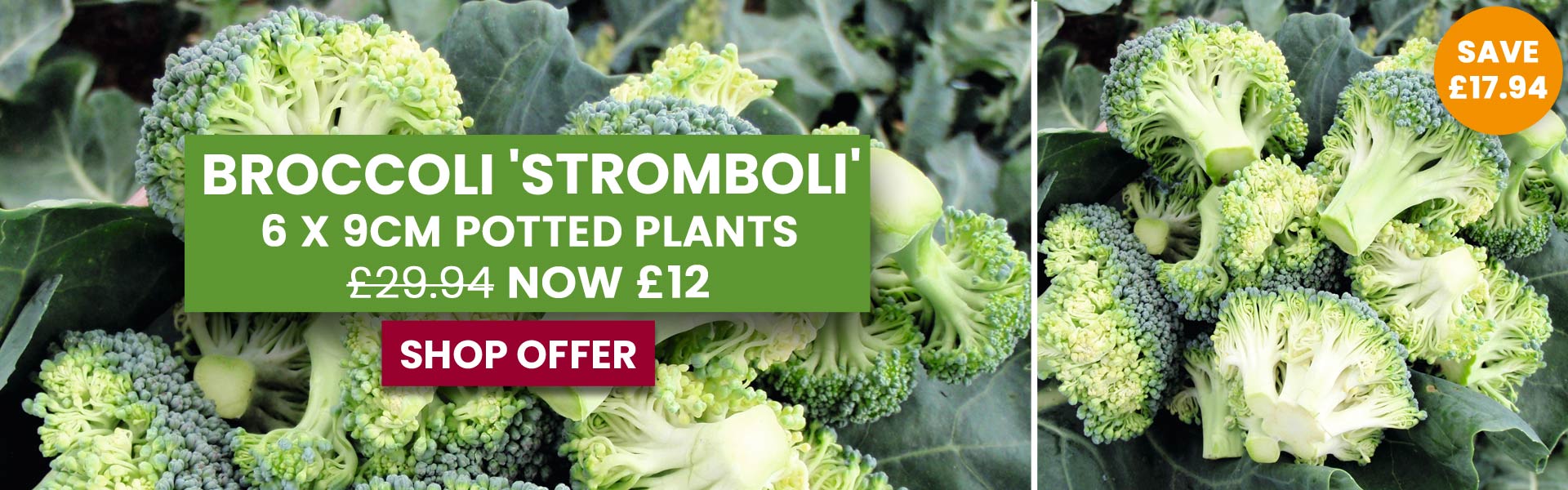 Broccoli 'Stromboli'