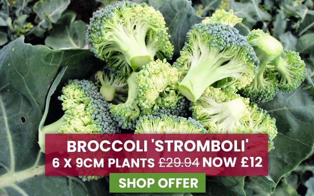 Broccoli 'Stromboli'