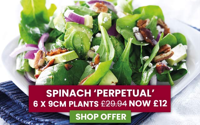 Spinach 'Perpetual'