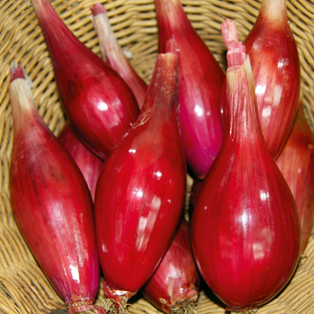 Buy Onion Long Red Florence (Organic) | Organic Gardening Catalogue
