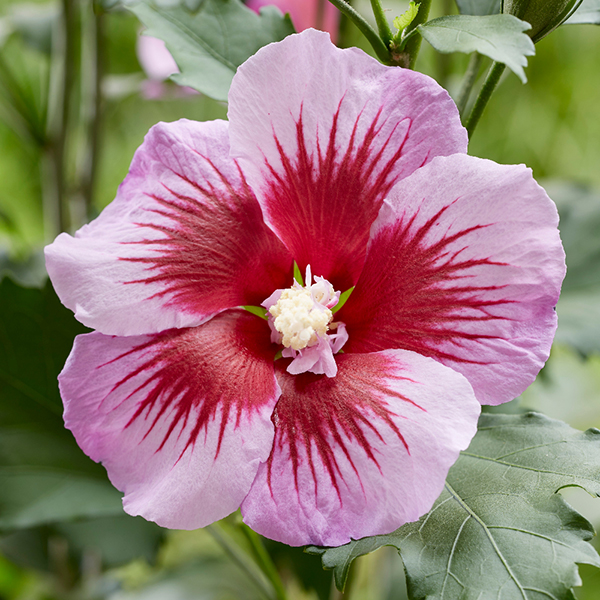 Hibiscus 'Flower Tower Purple'