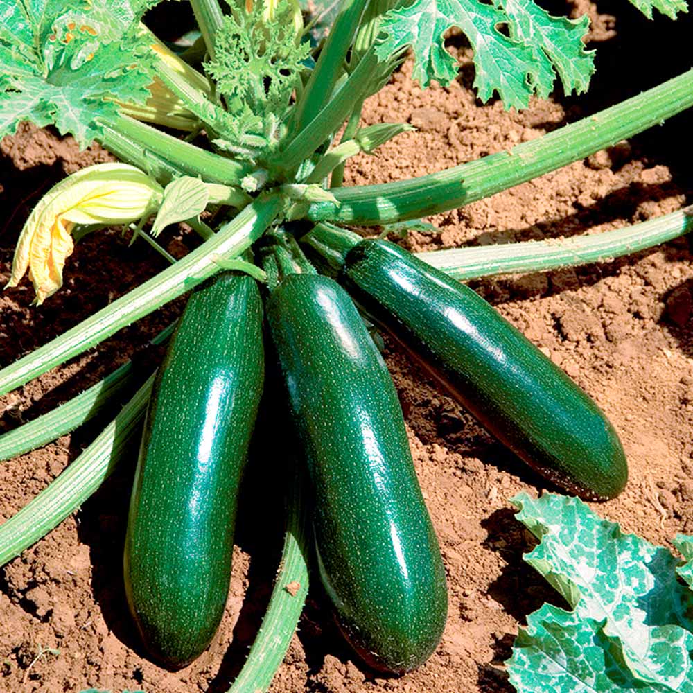 Buy Patio Vegetable Plants - Collection  Organic Gardening Catalogue