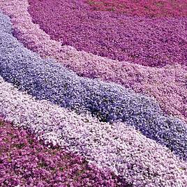 Creeping Phlox Collection