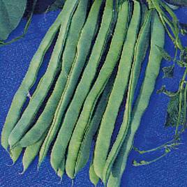 Climbing French Bean Eva (Organic) - Seeds