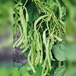 Climbing French Bean Neckar Queen (Organic) - Seeds