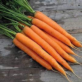 Carrot Amsterdam Forcing (Organic) - Seeds