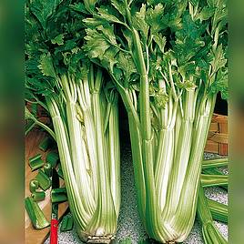 Celery Green Utah - Organic Seeds