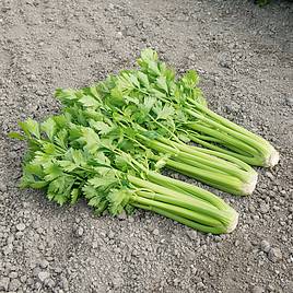 Celery Tango (Organic) - Seeds