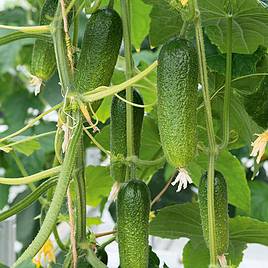 Cucumber Cornichon Adam F1 (Organic) - Seeds