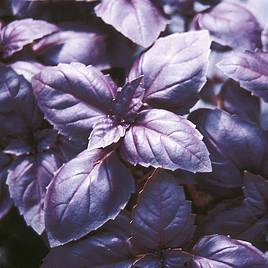 Herb Basil Red Rubin (Organic) - Seeds
