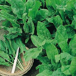 Herb Sorrel Broad Leaved (Organic) - Seeds