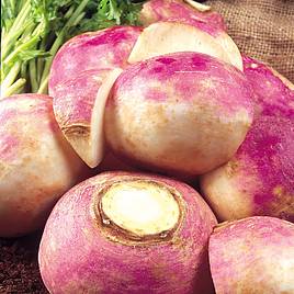 Turnip Purple Top Milan (Organic) - Seeds