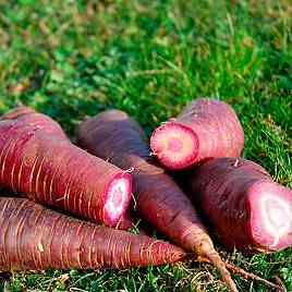 Carrot Gniff (Organic) - Seeds