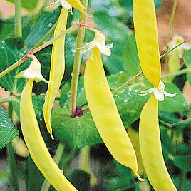 Pea Mangetout Golden Sweet (Organic) - Seeds
