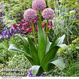 Allium Lucky Balloons