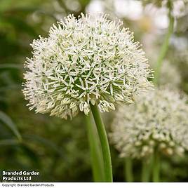 Allium stipitatum White Giant