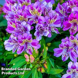 Alstroemeria Butterfly Hybrids