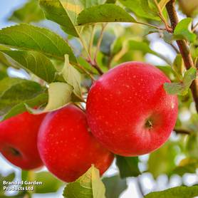 Apple Worcester Pearmain