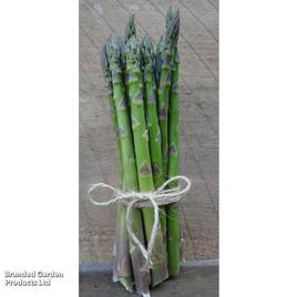 Asparagus Guelph Equinox