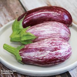 Aubergine Graffiti (Grafted)