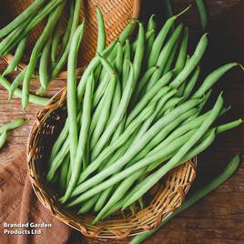 Dwarf French Bean Ferrari - Seeds