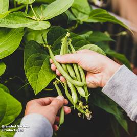 Climbing French Bean Blue Lake - Seeds