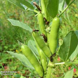 Broad Bean The Sutton - Seeds