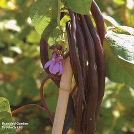 Climbing French Bean Blauhilde - Organic Seeds