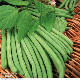 Climbing Bean Cobra