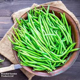 Dwarf French Bean Compass - Seeds