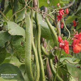 Runner Bean Prizewinner - Seeds