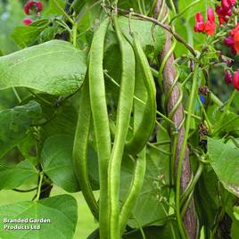 Runner Bean Lady Di - Seeds