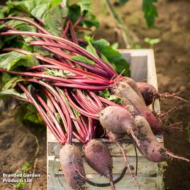 Beetroot Cylindra (Organic) - Seeds