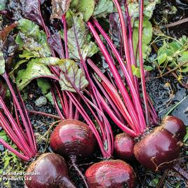 Beetroot Detroit (Organic) - Seeds