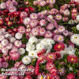 Bellis Giant-Flowered Mixed