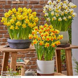 Daffodil Container Collection