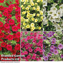 Calibrachoa Million Bells Mix