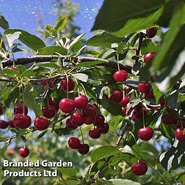 Cherry Crown Morello