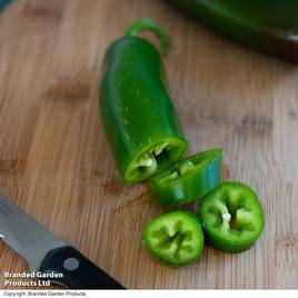 Chilli Pepper Giant Jalapeno