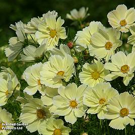 Cosmos Xanthos - Seeds