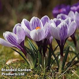 Crocus Pickwick