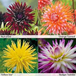 Dahlia Cactus Collection