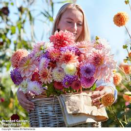 Dahlia Kaleidoscope Mix