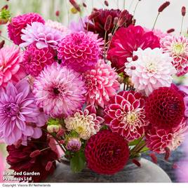 Dahlia Romantic Bouquet Mix