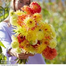 Dahlia Sunshine Bouquet Mix