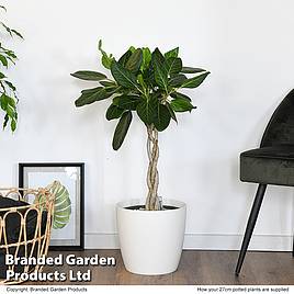 Ficus benghalensis Audrey braided stem in hydro pot