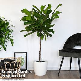 Ficus lyrata in hydro pot