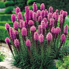 Liatris Spicata