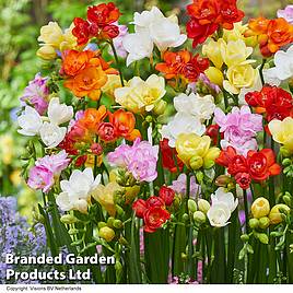 Freesia Double Mix