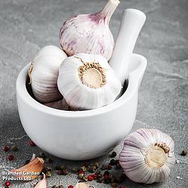 Garlic Germidour (Spring/Autumn Planting)